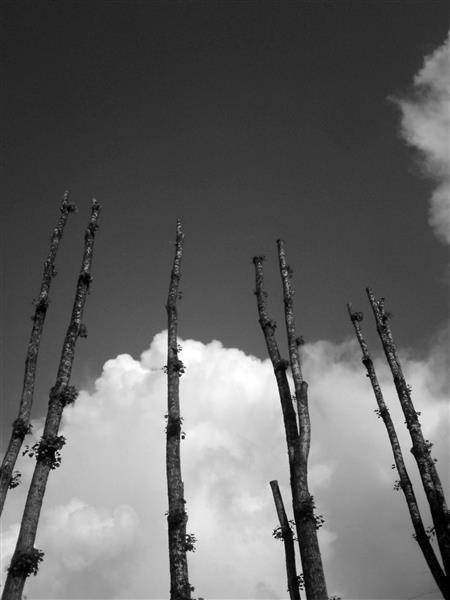 The poplars, 2015 - Альфред Фредди Крупа