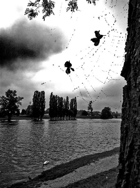 Rain drops and flowers captured in the spider's web, 2019 - Alfred Freddy Krupa