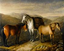 West Highland Ponies - William Shiels