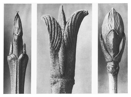 Art Forms in Nature 10, 1928 - Karl Blossfeldt