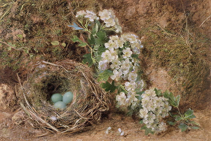 May blossom and a hedge sparrows nest, 1845 - William Henry Hunt