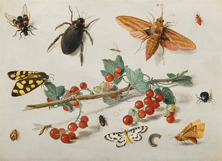 A sprig of redcurrants with an elephant hawk moth, a ladybird, a millipede and other insects, 1657 - Jan van Kessel the Elder