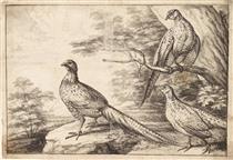 Pheasants - Francis Barlow
