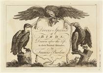 Title Page: Divers Species of Birds, Drawn after the Life, in their Natural Attitudes - Francis Barlow