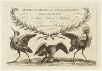 Title Page: Birds and Fowles of Various Species Drawn after the Life in their Natural Attitudes - Francis Barlow