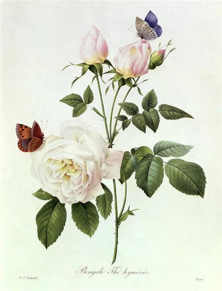 Rosa Bengale the Hymenes - Pierre Joseph Redoute