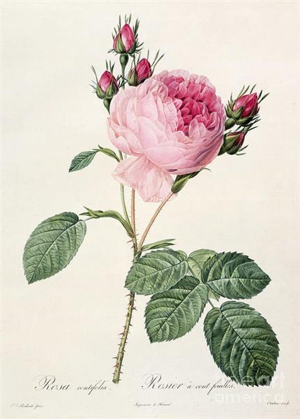 Rosa Centifolia - Pierre Joseph Redoute