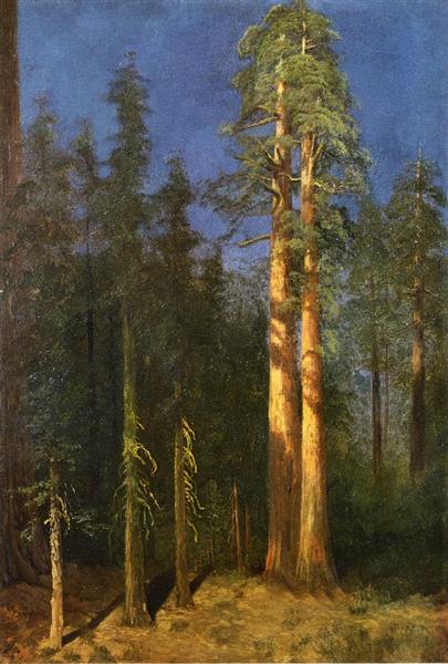 California Redwoods - 阿爾伯特·比爾施塔特