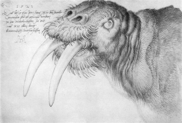 Head of a walrus, 1521 - 杜勒