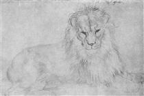 Lion - Albrecht Dürer