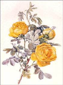 Botanical Illustration - Alfred Parsons