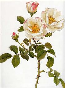 Rosa damascena rubrotincta - Alfred Parsons