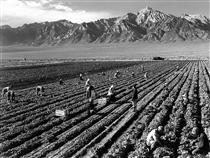 Farm, farm workers, Mt. Williamson in background, Manzanar Relocation Center, California - Энсел Адамс