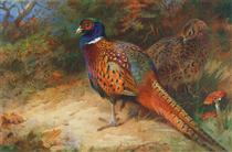 Cock and hen pheasant in the undergrowth - Archibald Thorburn