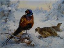 Cock and Hen Pheasant in Winter - Archibald Thorburn