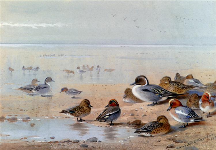 Pintail, Teal And Wigeon, On The Seashore, 1906 - Archibald Thorburn