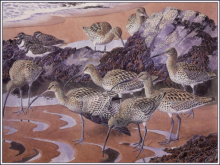Curlews And Turnstones - Charles Tunnicliffe