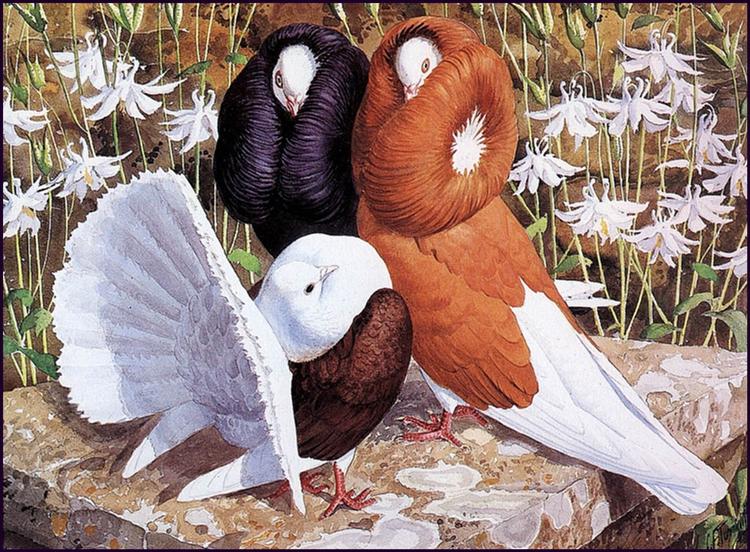 Fancy Pigeons - Charles Tunnicliffe