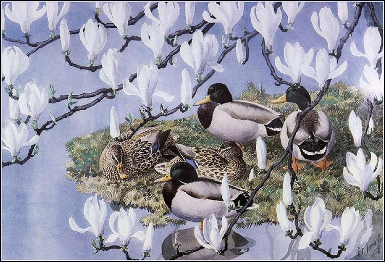 Mallards And Magnolias - Charles Tunnicliffe