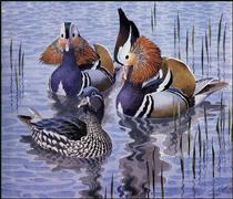 Mandarin Ducks - Charles Tunnicliffe