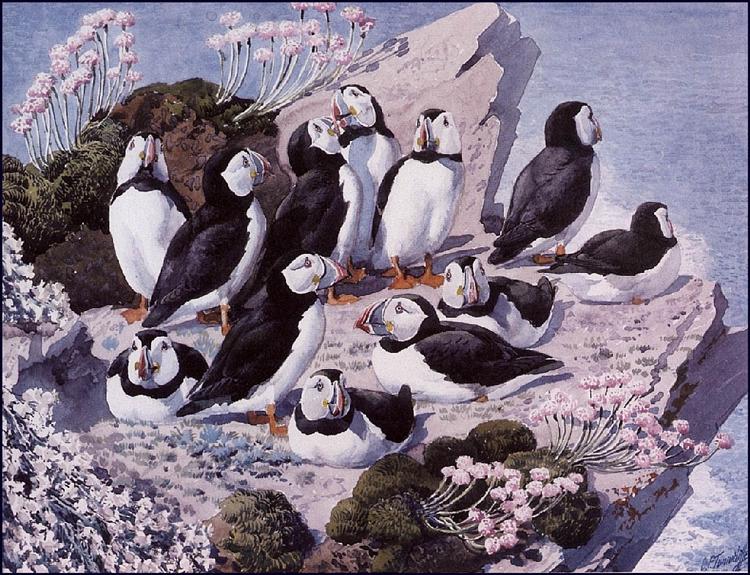 Puffin Colony - Charles Tunnicliffe