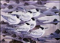 Sandwich Terns - Charles Tunnicliffe
