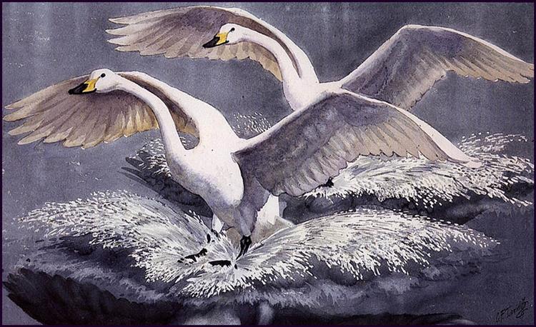 Whoopers Touching Down - Charles Tunnicliffe