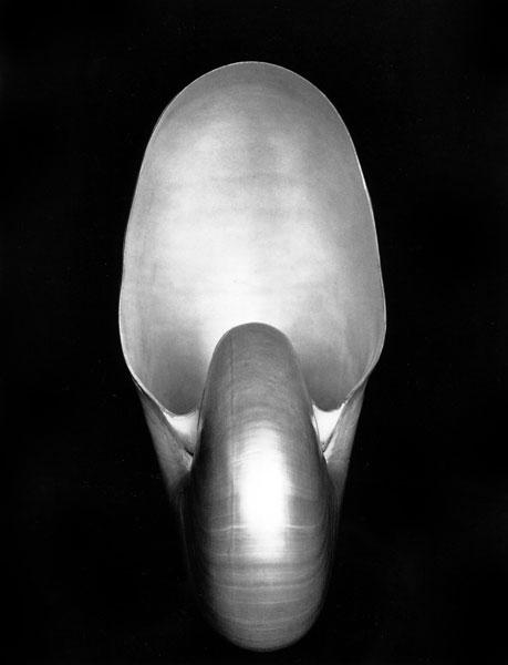 Nautilus, 1927 - Edward Weston