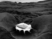 Shell and Rocks Arrangement - Edward Weston