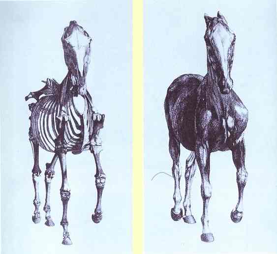 Frontal view of the skeleton of a horse, study No. 10 from 'The Anatomy of the Horse', 1766 - George Stubbs