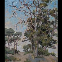 Study of bluegum trees - Gregoire Boonzaier