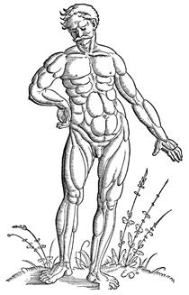 Muscle man standing - Ганс Бальдунг