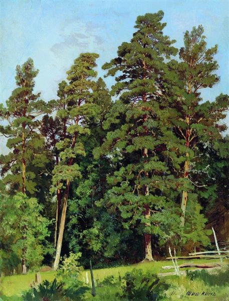 Pine forest - Ivan Chichkine
