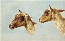 Study of Sheeps' Heads - Джеймс Уорд