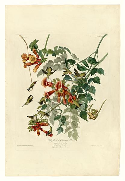 Plate 47. Ruby-throated Humming Bird - John James Audubon