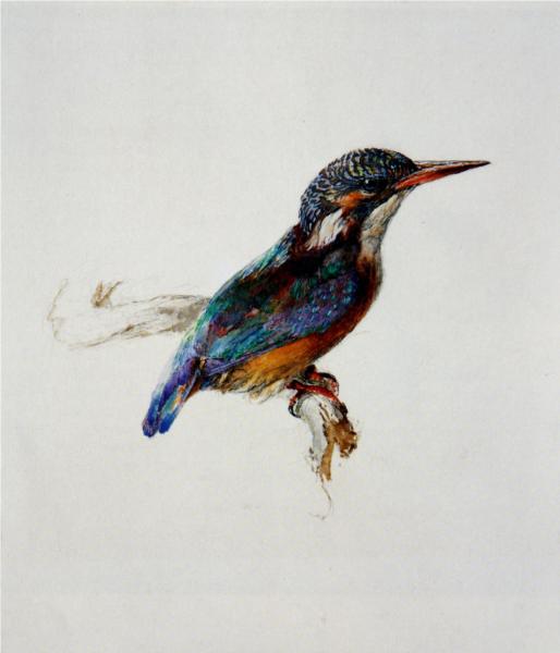 Kingfisher, 1871 - John Ruskin