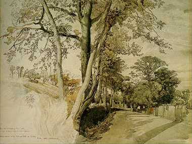 Trees Study, 1847 - John Ruskin