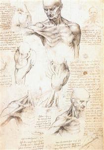 Anatomical studies of a male shoulder - Леонардо да Винчи