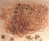 Drawing of a botanical study - Леонардо да Винчи