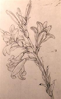 Drawing of lilies, for an Annunciation - Léonard de Vinci