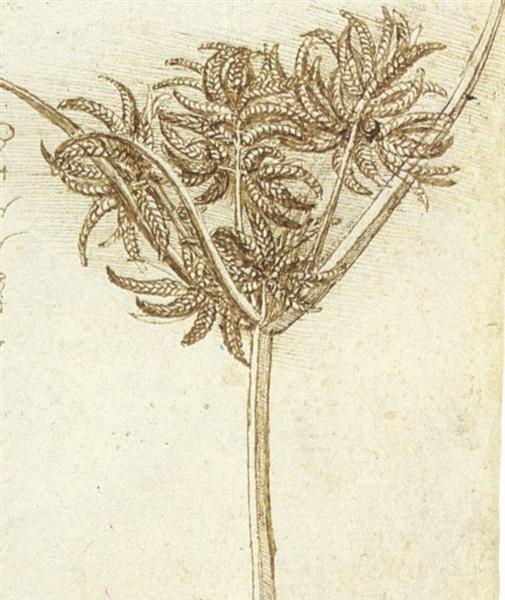 Sedge, c.1510 - Léonard de Vinci