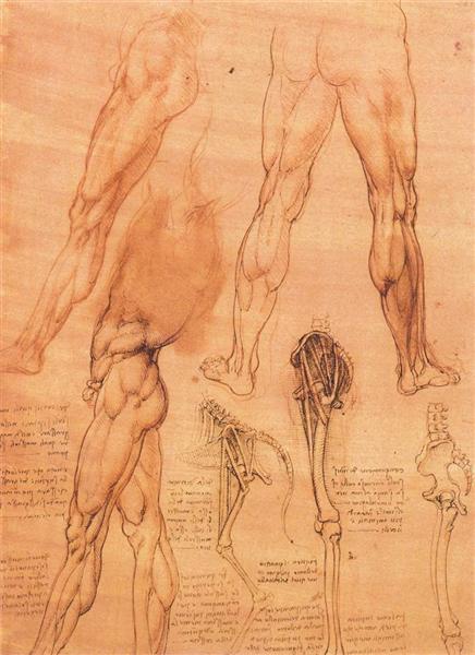 Studies of legs of man and the leg of a horse, c.1506 - 達文西