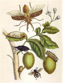 from Metamorphosis insectorum Surinamensium, Plate XLVIII - Maria Sibylla Merian