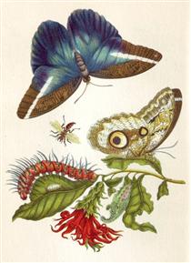 Metamorphosis insectorum Surinamensium - Мария Сибилла Мериан