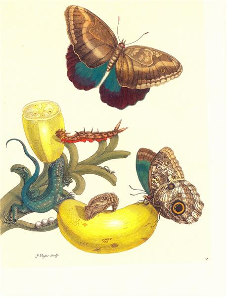 Plate #23- Musa paradisiaca, Caligo teucer and Cnemidophorus lemniscatus, 1705 - Anna Maria Sibylla Merian