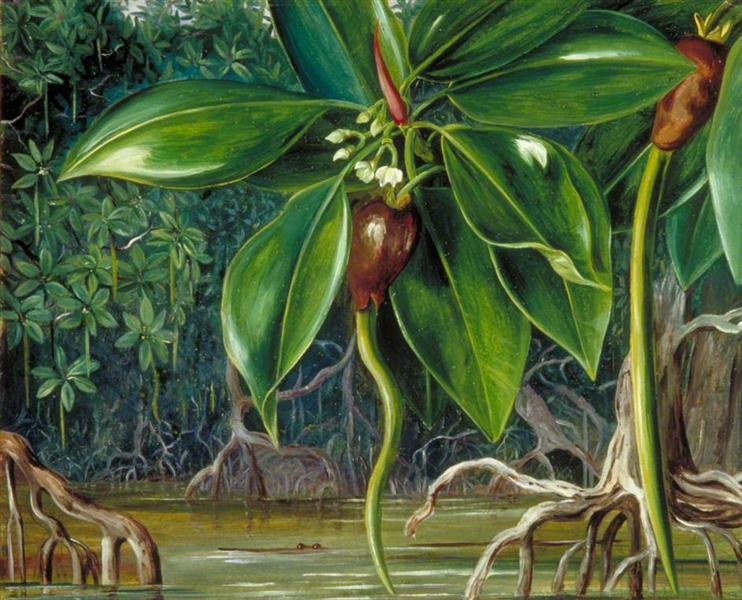 A Mangrove Swamp in Sarawak, Borneo, 1876 - 玛丽安娜·诺斯