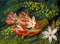 Australian Spear Lily and an Acacia - Marianne North
