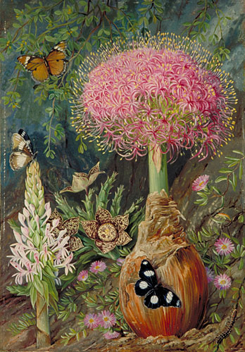Buphane toxicara and other Flowers of Grahamstown - Marianne North
