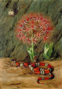 Flor Imperiale, Coral Snake and Spider, Brazil - Marianne North