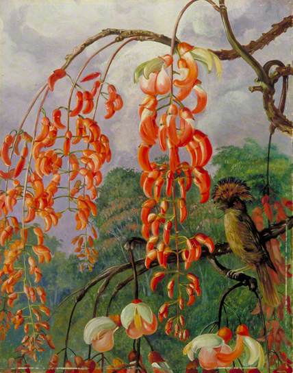 Flowers of a Coral Tree and King of the Flycatchers, Brazil - Marianne North